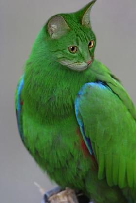 Quel beau oiseau ?? 