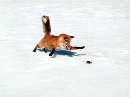  Ne court pas si vite souris !!