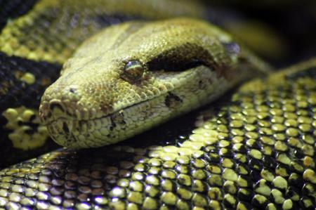 python