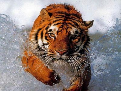 Trop beau!!!!