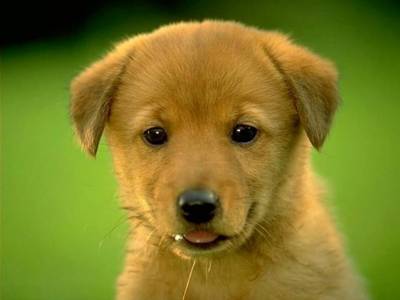 Trop mignon !!