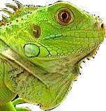 Tu aimes les iguane vert ???