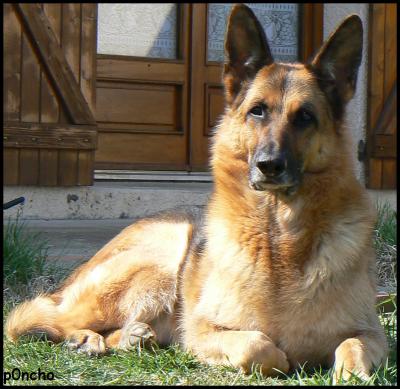 Moi j'aime bien les images de berger allemand !! lol !!