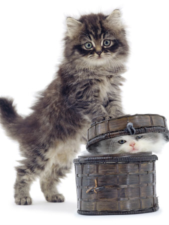 Qu'el humour !! ses chats !! lol !!