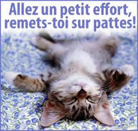 Le pauvre minou il est fatigué !!!