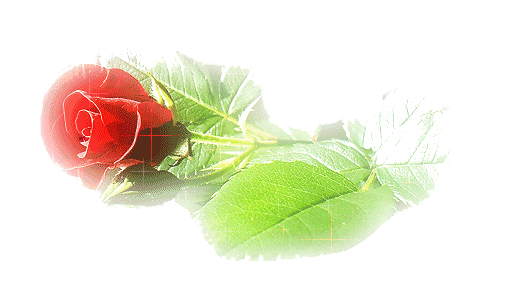 La rose de mon amie marie-louise