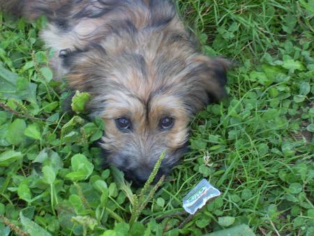 La petite chienne de ma mère elle s'appelle RITA