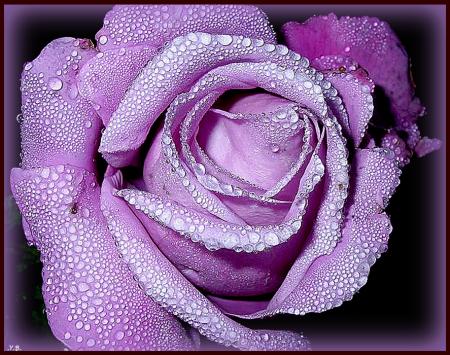 Une rose pour souhaiter à tous mes ami(e)s une très bonne journée !!!