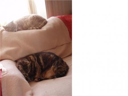 Et voici les deux minoux à mon parrain !!